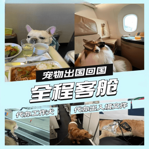 贵港市宠物托运到白俄罗斯宠物入境规定和要求